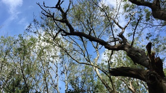 Отмирание ясеней приводит к скрытому выбросу углерода из лесных почв