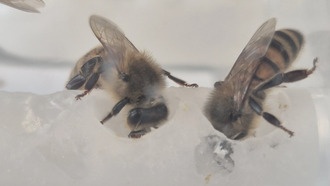 Спасение пчел с помощью суперпродукта: инженерная добавка увеличивает репродукцию колоний