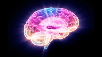 Учёные обнаружили белок, обращающий старение мозга вспять