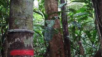 Деревья Амазонии и Анд не успевают адаптироваться к глобальному потеплению, показало 40-летнее исследование