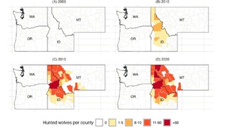 Охота на волков незначительно снижает потери скота, показало исследование