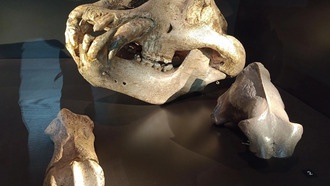 Уроки вымирания пещерных медведей помогут спасти современных медведей