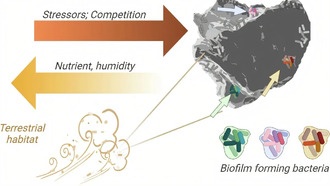 Бактерии Сахары создают биоплёнки для выживания в пылевых бурях
