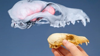 Островные лисы опровергли теорию об уменьшении мозга у изолированных животных