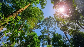 Посадка деревьев в тропиках дает максимальный охлаждающий эффект для климата