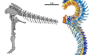 Ученые выяснили, как гигантский динозавр Giraffatitan двигал своим массивным хвостом
