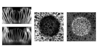 Свет поможет управлять складыванием тканей в эмбрионах