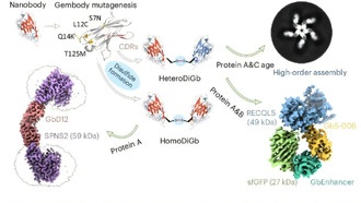 Новый метод позволил получить крио-ЭМ изображение самой маленькой белковой структуры