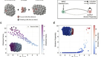 Новый вычислительный фреймворк от Harvard SEAS раскрывает генетические правила самоорганизации клеток