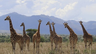 Ученые выделили четыре отдельных вида жирафов в Африке