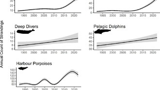 У побережья Шотландии резко выросло число выбросившихся на берег китов и дельфинов