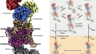 Создана первая комплексная модель кальциевого насоса клеточной мембраны