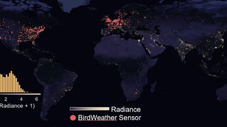 Световое загрязнение заставляет птиц бодрствовать по ночам
