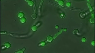 Скрытые вирусы внутри грибов могут быть причиной смертельных лёгочных инфекций