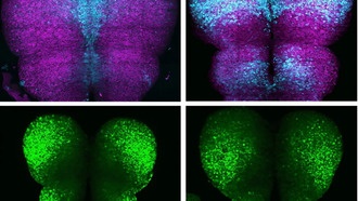 Учёные создали карту работы клеток при формировании мозга