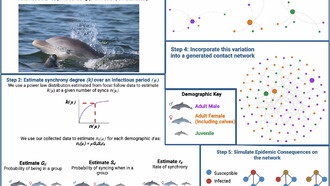 Синхронное дыхание дельфинов способствует распространению смертельного вируса