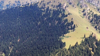 Ученые раскрыли глобальные правила формирования границы леса в условиях изменения климата