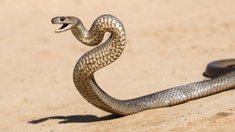 Австралийские змеи имеют разный яд: эффективность противоядия под вопросом