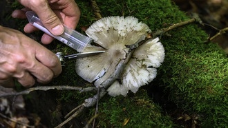 Учёные выяснили, как дрожжи выживают в экстремальной жаре