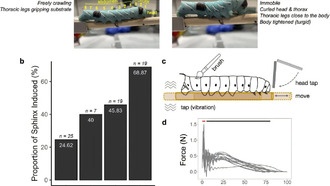 Гусеницы активно подавляют боль, принимая позу сфинкса