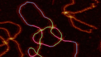 Учёные автоматизировали визуализацию и измерение сложных узлов ДНК