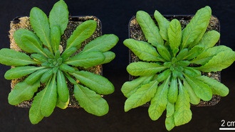 Учёные раскрыли механизм транспорта аминокислот в растениях