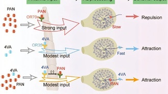 Как саранча балансирует между притяжением и отталкиванием с помощью обонятельной нейромодуляции