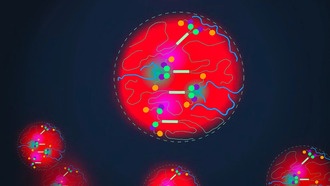 Белки образуют гибкие сети для транспорта молекул в клетки