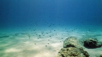 Учёные обнаружили живые электрические сети микробов, фильтрующие метан на дне океана