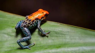 Большинство видов на Земле появилось в результате взрывных всплесков эволюции