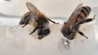 Учёные нашли недостающие питательные вещества для пчёл — колонии выросли в 15 раз