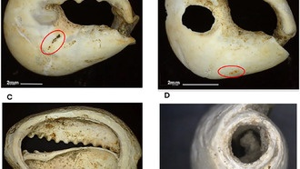 Древние раковины и керамика раскрыли обширные торговые пути коренных народов Океании возрастом 3200 лет
