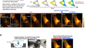 Учёные разработали крио-оптическую микроскопию для мгновенной «заморозки» клеточных процессов