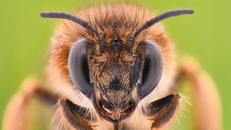 Мозг пчелы может стать ключом к созданию более умного искусственного интеллекта