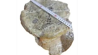 В Китае обнаружен самый длинный в Азии бедренный тираннозавр