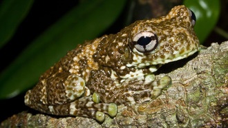 ДНК из дождевой воды раскрывает биоразнообразие тропических крон