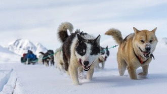 ДНК гренландских ездовых собак показала более раннюю миграцию инуитов