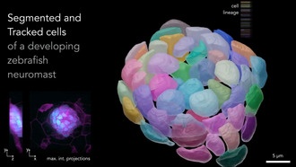 Ultrack и inTRACKtive: новые инструменты для отслеживания клеток в эмбриональном развитии