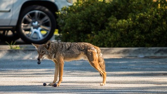 Городские койоты редко нападают на людей, но скрывают опасного паразита