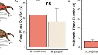 Самки пауков-скакунов предпочитают красных самцов, что ведёт к межвидовому скрещиванию