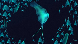 500-миллионолетние «кальмары» оказались свирепыми червями