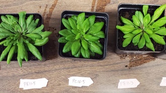 Учёные раскрыли молекулярных посредников, управляющих «дыханием» и «питанием» растений