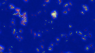 ИИ помог учёным раскрыть молекулярные механизмы действия противотуберкулёзных препаратов
