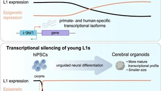 Повторяющаяся ДНК играет ключевую роль в развитии человеческого мозга и заболеваниях