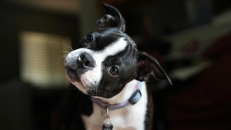 ИИ научился распознавать эмоции животных по их голосам