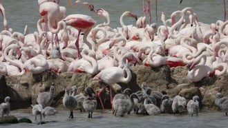 Мигрирующие фламинго стареют медленнее, чем оседлые