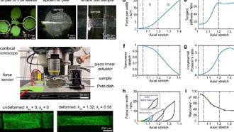 Ученые исследуют механику клеточных стенок растений для создания биодеградируемых материалов