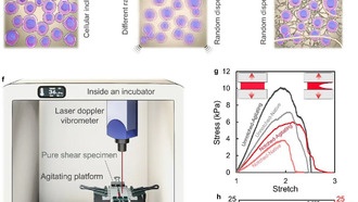 Ученые разработали безопасный метод улучшения искусственных тканей с помощью вибрации