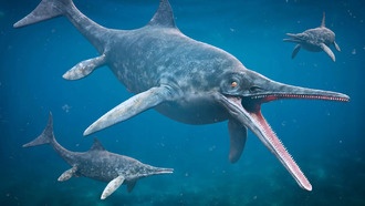 В Японии найден редкий окаменелый ихтиозавр возрастом 220 миллионов лет