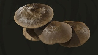 Где найти все виды грибов в Metal Gear Solid Delta: Snake Eater